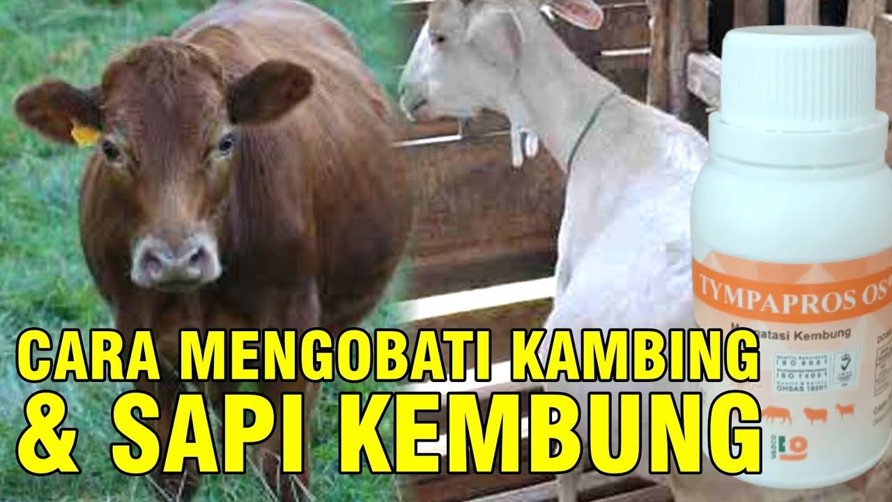
                                 Gejala-Penyakit-Sapi-Kembung-Dan-Cara-Pengobatannya